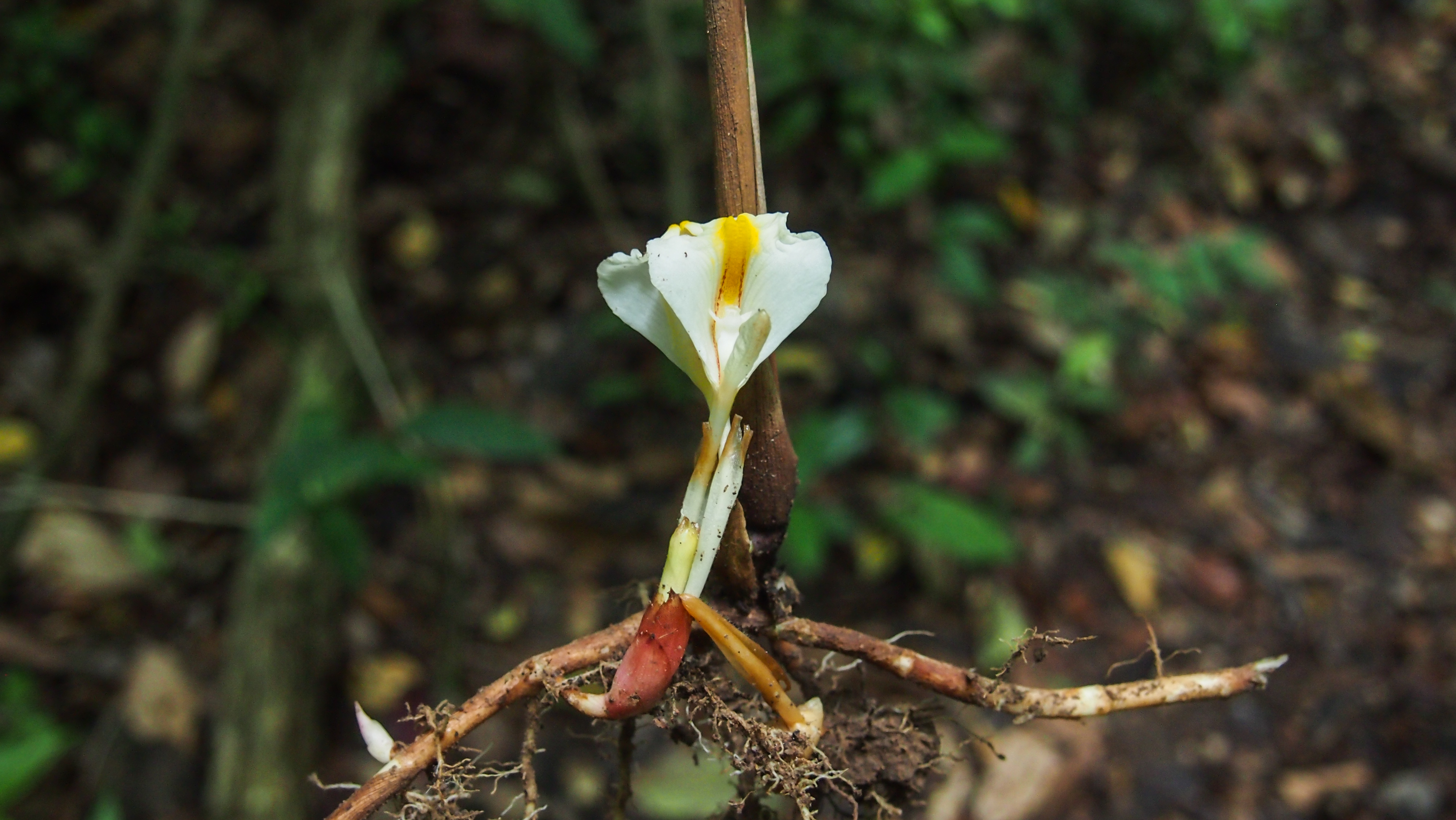 ว่านสาวหลง Amomum schmidtii (K.Schum.) Gagnep (syn. A. biflorum Jack)<br/>Zingiberaceae